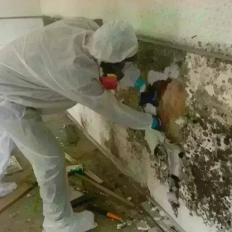 Mold Remediation and Removal in Guthrie, KY